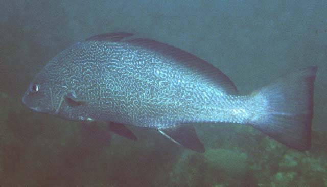 (Umbrina Cuvier, 1816) Род Умбрины, Genus Umbrina Cuvier, 1816 (Drums